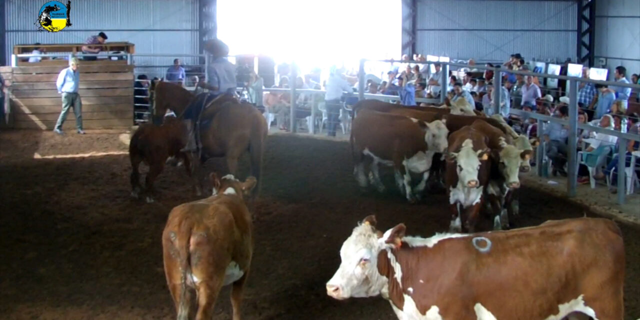 Cardozo Negocios Rurales vendió en Vichadero