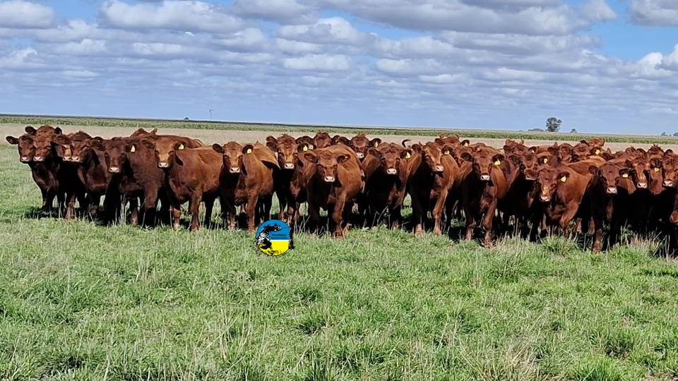 imagen de ganado, Novillo Mercosur: la hacienda uruguaya llegó a los cinco dólares.
