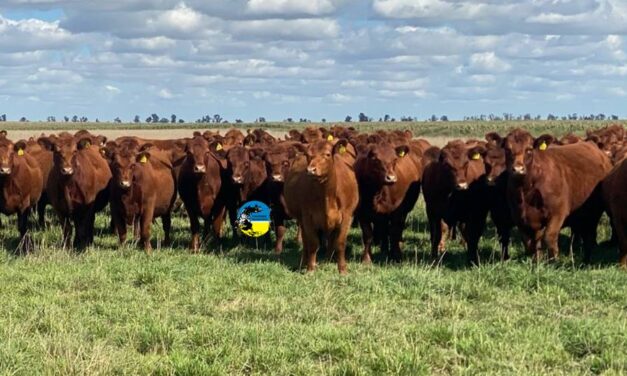Novillo Mercosur: la hacienda uruguaya llegó a los cinco dólares