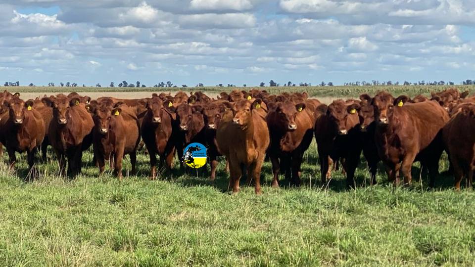 Novillo Mercosur: la hacienda uruguaya llegó a los cinco dólares
