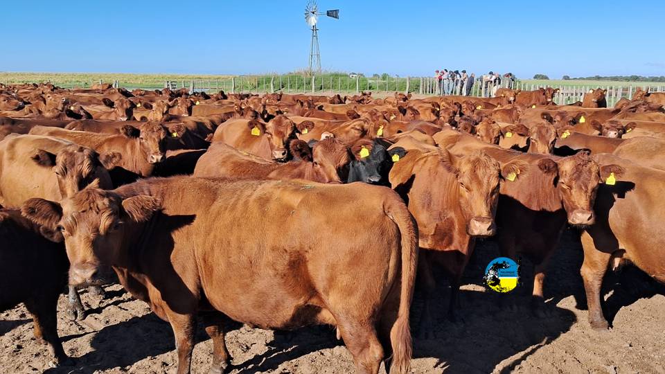 IMAGEN DE GANADO, El mercado ganadero ha despertado