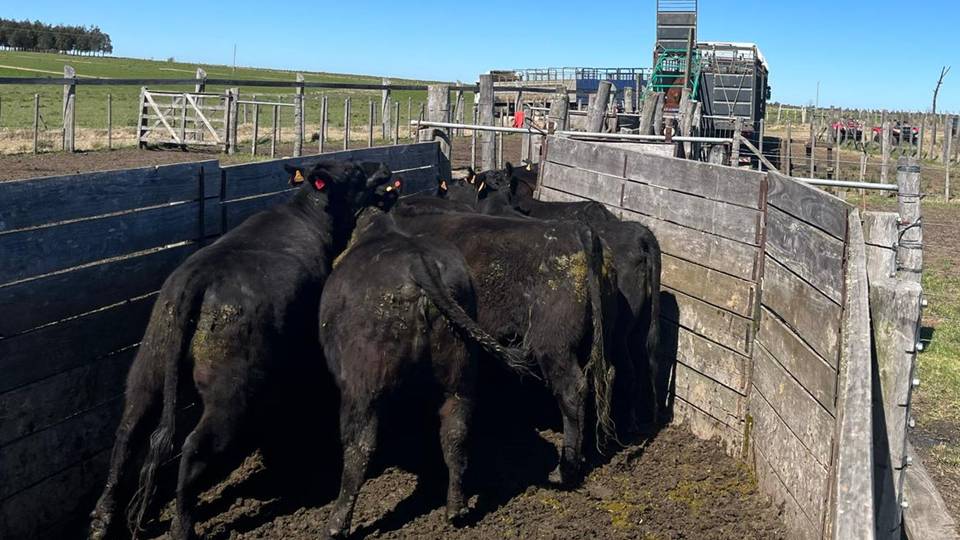 imagen de ganado, preocupación de la Federación Rural por las declaraciones del ministro de Ganadería, Agricultura y Pesca,Alfredo Fratti sobre la garrapata.