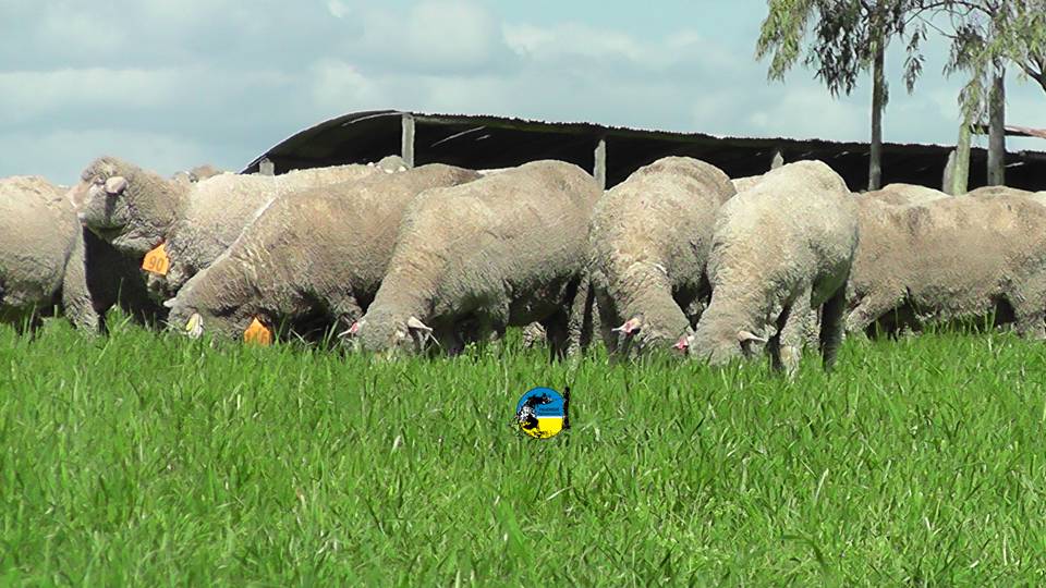 IMAGEN DE LANARES EN EL CAMPO