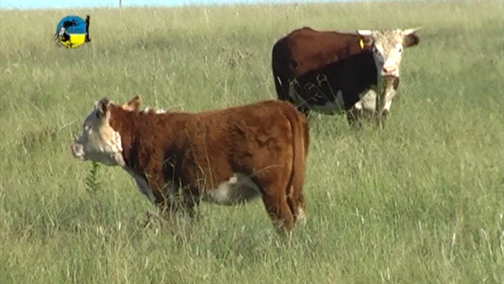 IMAGEN DE GANADO EN EL CAMPO, Pantalla Uruguay vendió 4.203 vacunos en el remate 296º