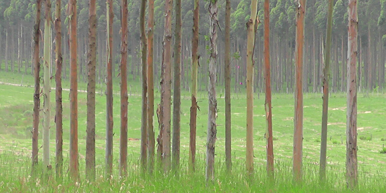 Exportaciones forestales totalizaron 3.045 millones de dólares