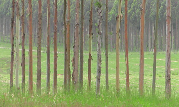 Exportaciones forestales totalizaron 3.045 millones de dólares
