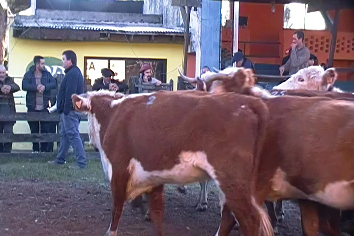 IMAGEN DE GANADOS EN PISTA, Agro Oriental en su feria ganadera repite buenos precios en la rural de Tacuarembó.