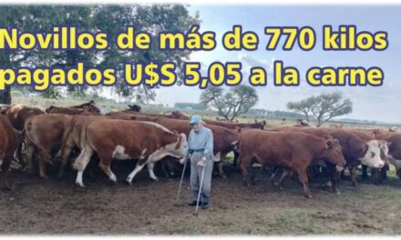 Palenque Rural: novillos pagados U$S 5.05