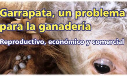 Palenque Rural: garrapata un problema para la ganadería