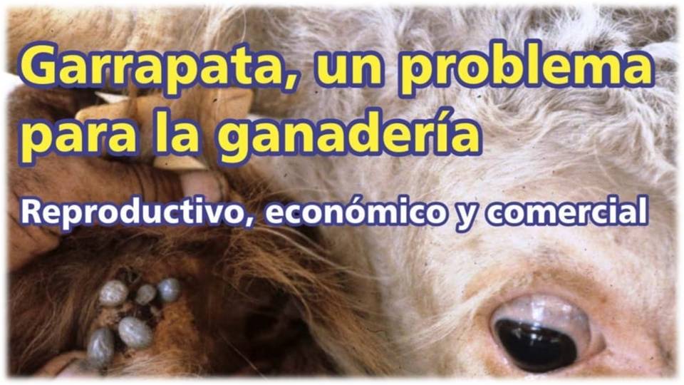 Palenque Rural: garrapata un problema para la ganadería