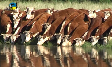 Novillo Mercosur: leve recorte de precios en Argentina