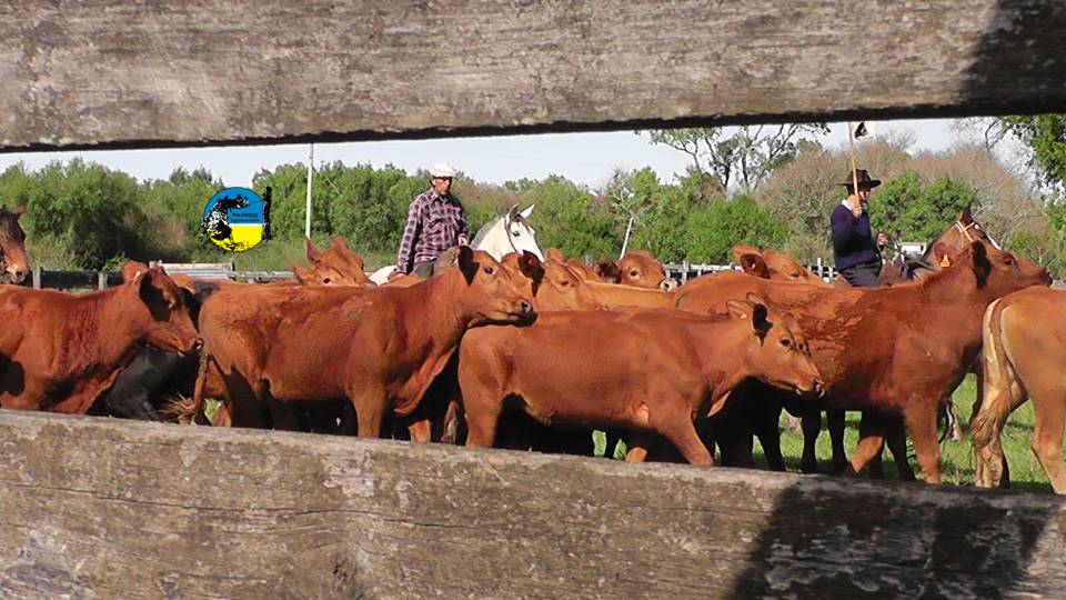 IMAGEN DE GANADO, Los resultados de la encuesta RING del Plan Agropecuario (mayo-junio 2025) marcan que el campo uruguayo continúa en una buena situación.