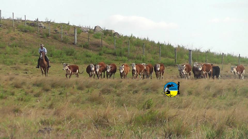 IMAGEN DE GANADO EN EL CAMPO, Novillo Mercosur; la Argentina tuvo una caída importante en el precio