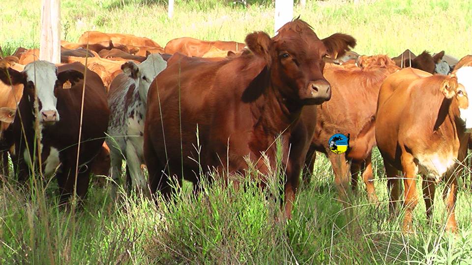 imagen de ganado en el campo, Pantalla Uruguay vendió 5.233 vacunos en el remate 297º