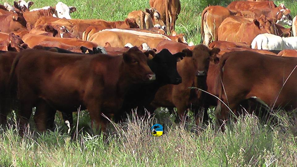 IMAGEN DE GANADO EN EL CAMPO, El mercado de la carne sigue firme