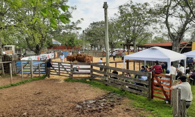Remate en local Peralta fue largo pero con buenos precios