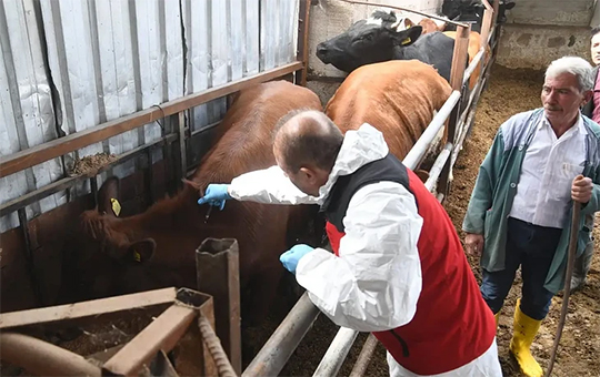 IMAGEN DE PERSONA VACUNANDO UN BOVINO, Turquía cierra todos los mercados de ganado por brotes de aftosa. 