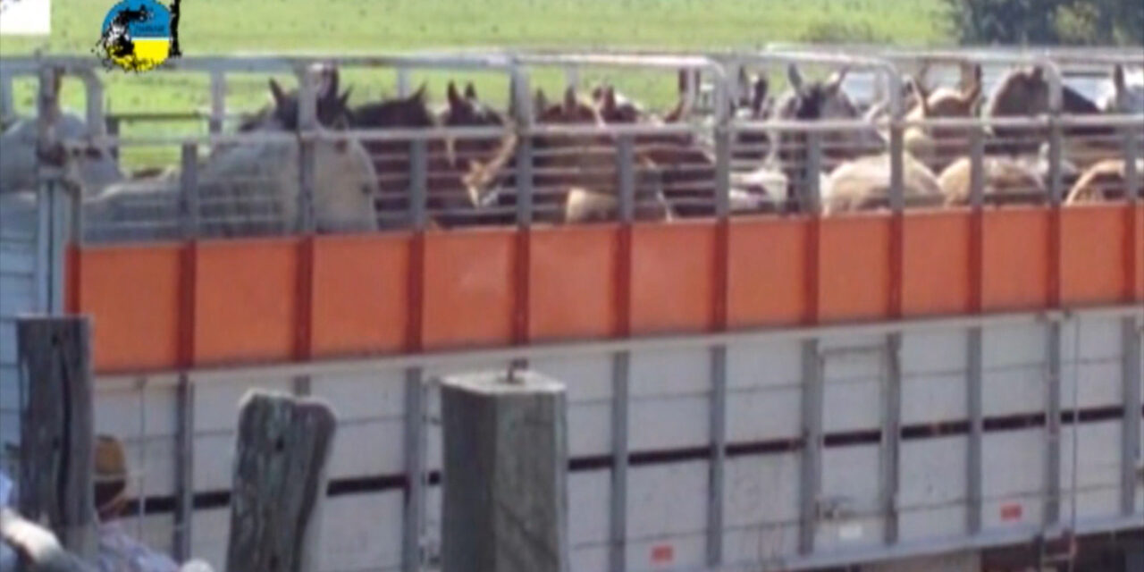 El precio del equino en junio fue de $54.30 por kilo