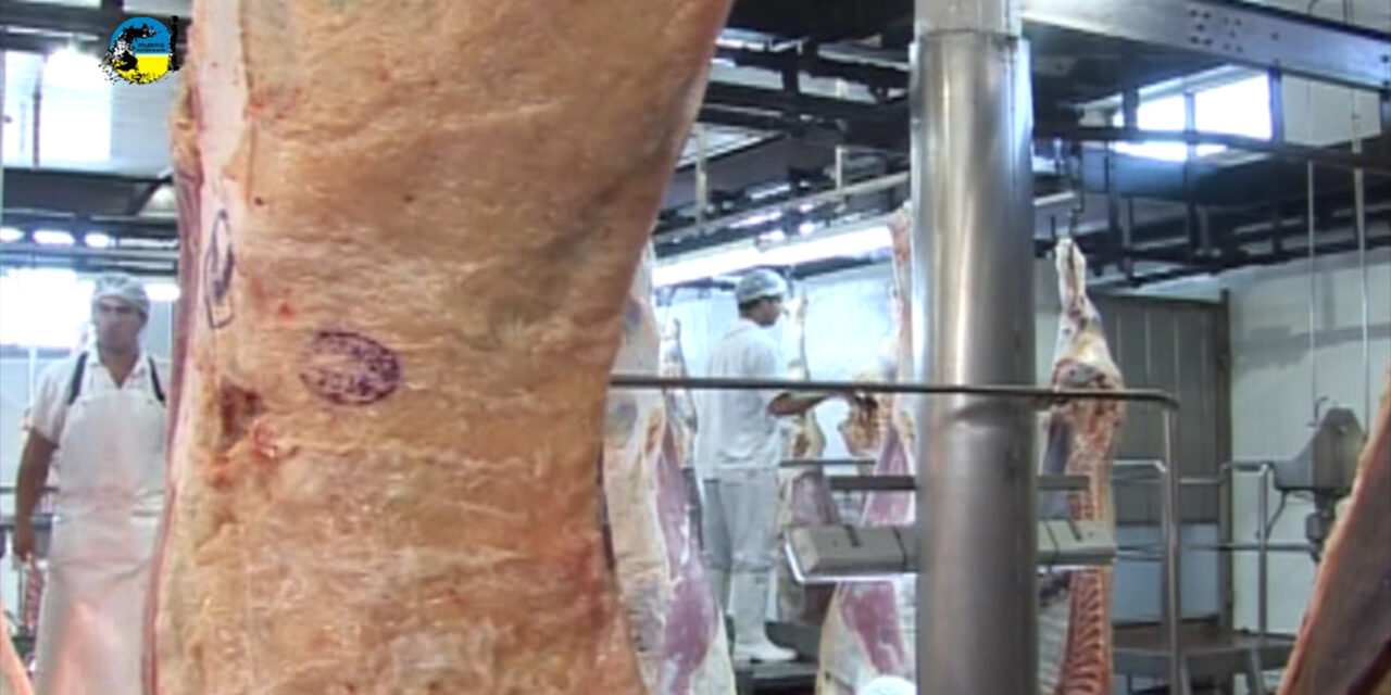 Faena bovina fue de 50.931 cabezas