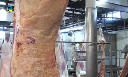 Faena bovina fue de 50.931 cabezas