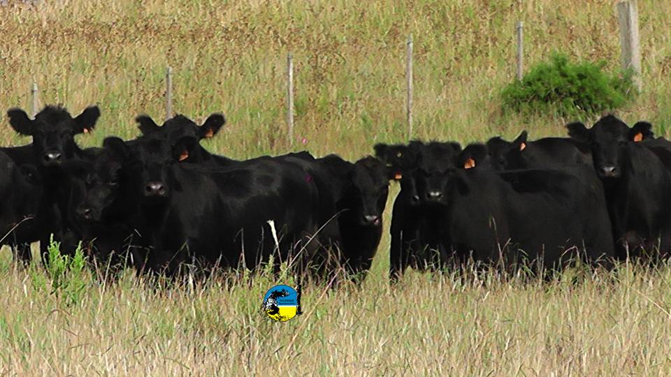imagen de ganado en el campo, El mercado de hacienda tuvo un ajuste en valores pero con menor porcentaje