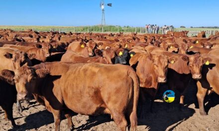 El mercado ganadero sorprendido por la medida del gobierno