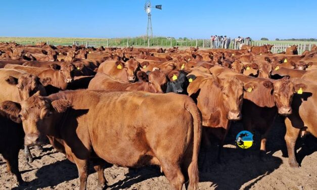 El mercado ganadero sorprendido por la medida del gobierno