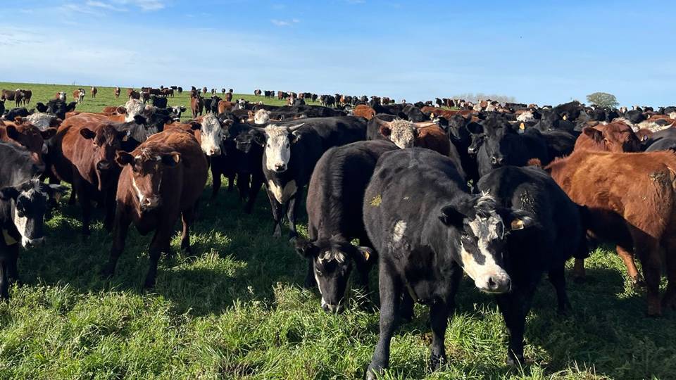 Novillo Mercosur: rebote del precio en Argentina y caída en Brasil por amenazas de Estados Unidos