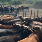 Novillo Mercosur: Brasil supera los 5 dólares
