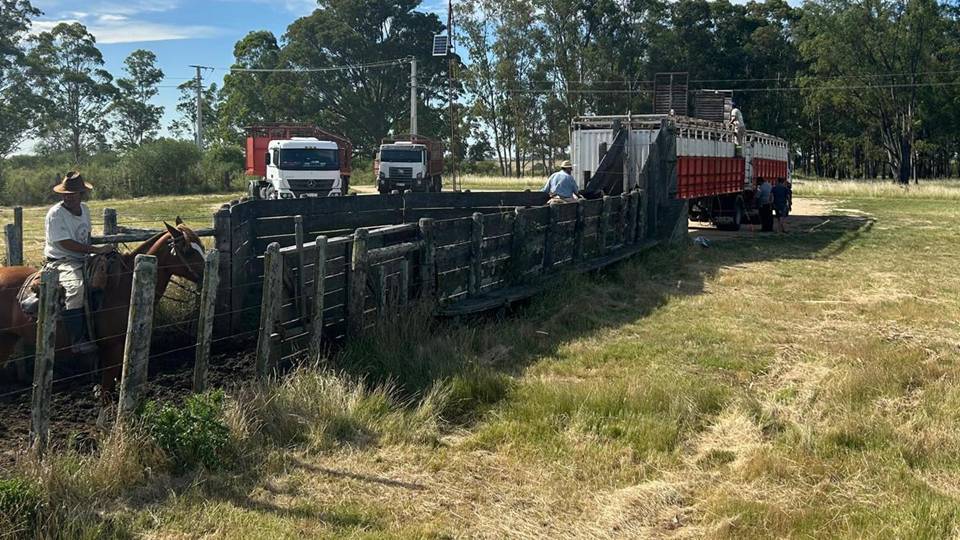 imagen de embarque de ganado, Novillo Mercosur: rebote del precio en la Argentina y caída en Brasil por amenazas de Estados Unidos.