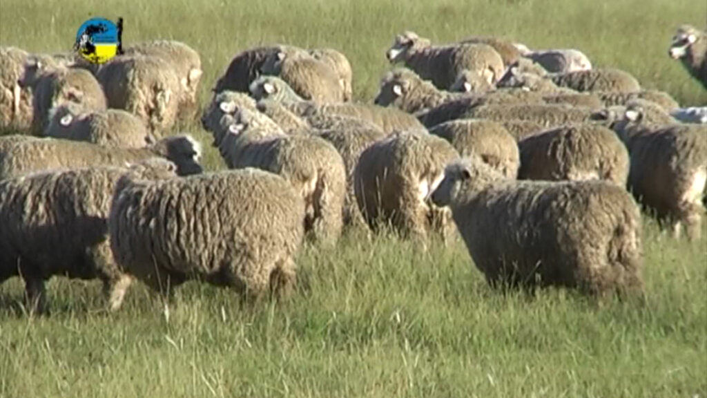 imagen de lanares en el campo