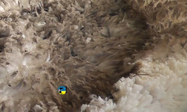 Se concretó la venta de varios lotes de lana esta semana