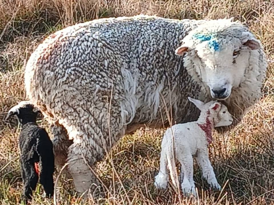 la imagen distinta de palenque, Oveja con mellizos en la zona de Rincón de Zamora, Tacuarembó, Uruguay.