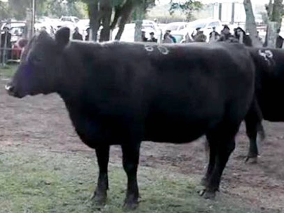 imagen de una vaca gorda, En la feria de local Paso Casildo por dos vacas gordas se pagó U$S 1.450 cada una. Las ventas estuvieron bajo el martillo de Federico de Palleja