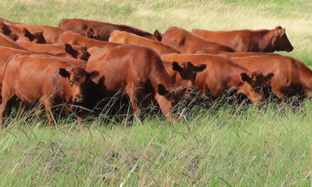 Nuevos requisitos para exportar carne bovina a la Unión Europea