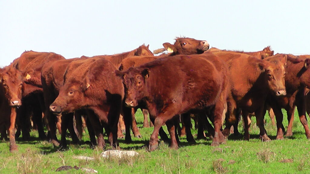 imagen de ganado en el campo, El mercado ganadero está en un punto muy alto en la ganadería vacuna