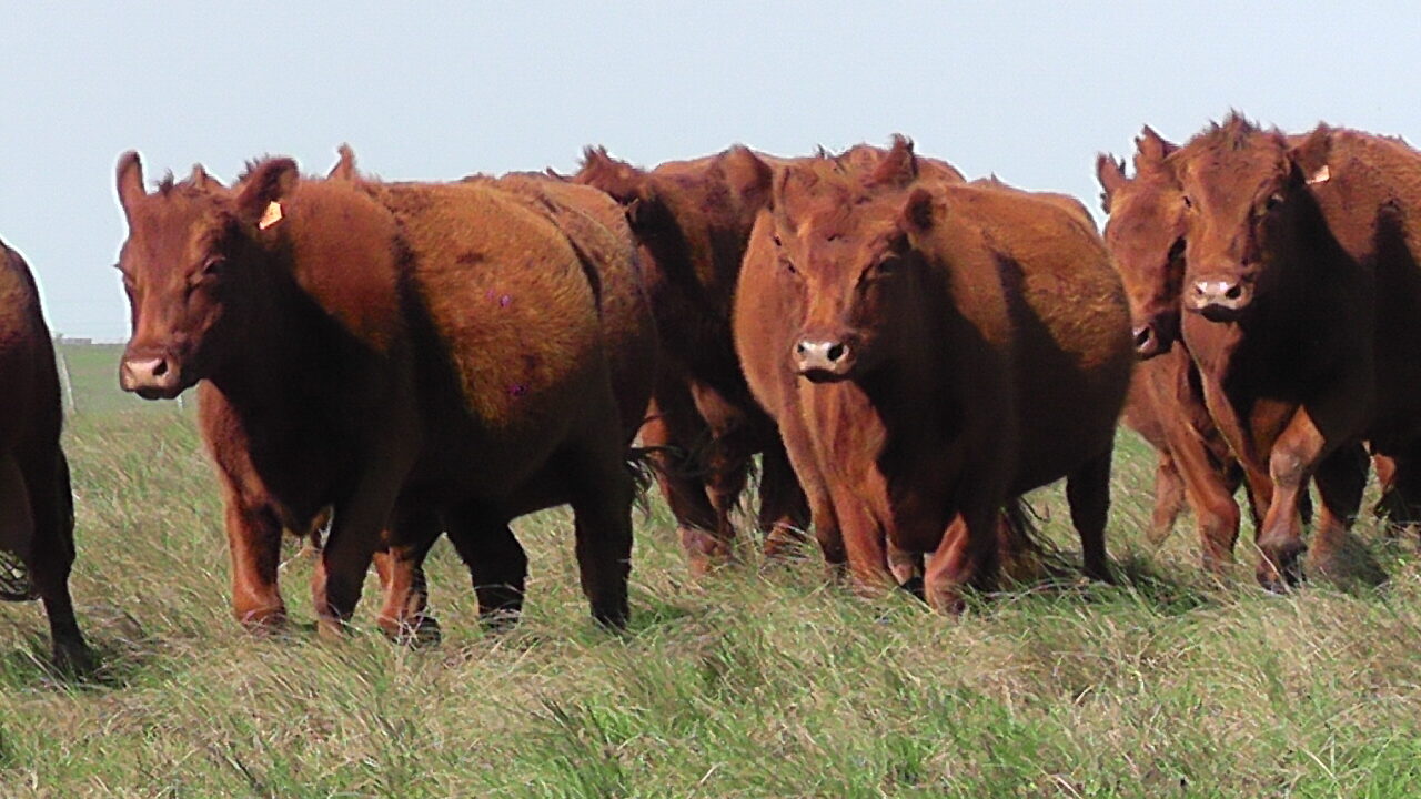 imagen de ganado en el campo, Fratti reafirmó motivos de suspensión transitoria de exportación de ganado para faena inmediata.