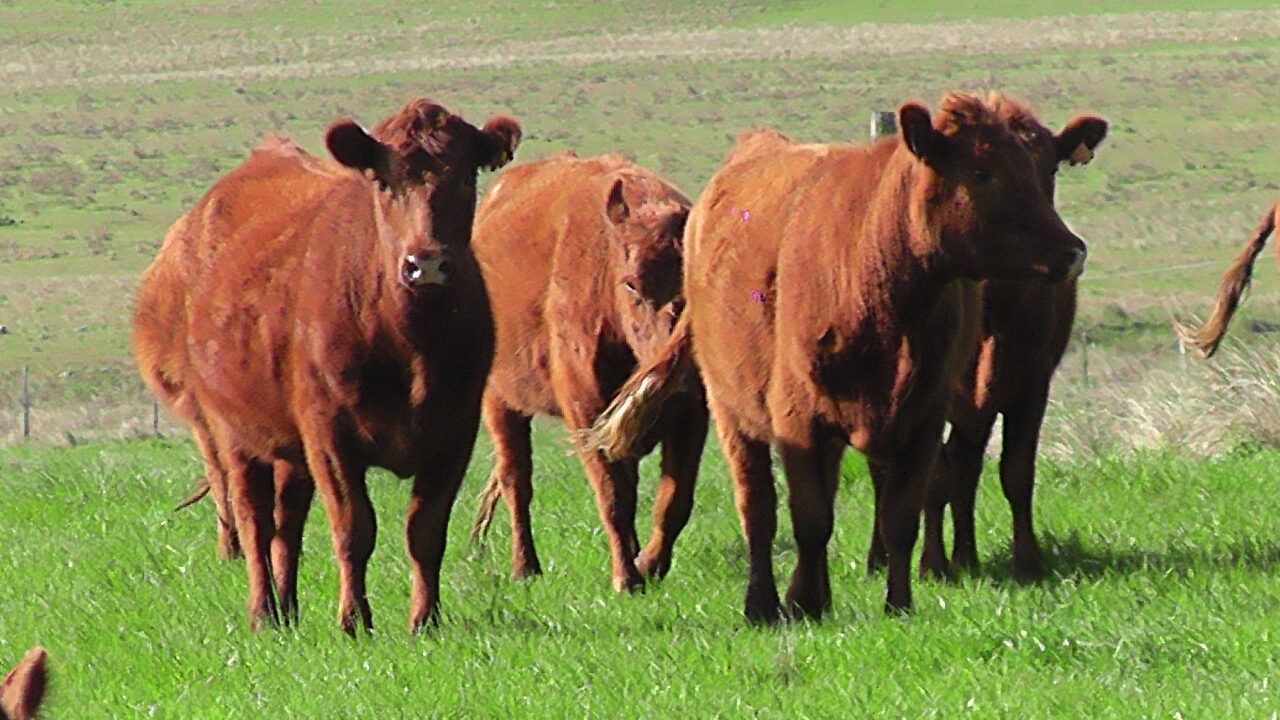 imagen de vacas en el campo, El mercado ganadero se encuentra estable