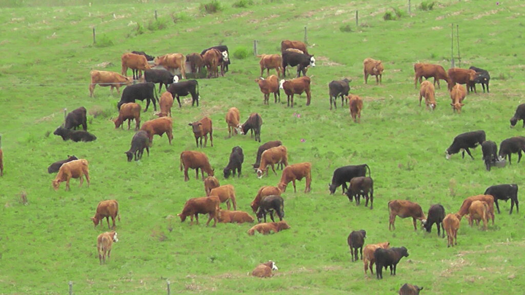 imagen de ganado en el campo, Novillo Mercosur: fuerte baja en Brasil por la amenaza de Trump.