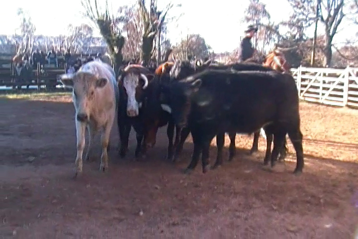 imagen de novillos en pista Agro Oriental estuvo con buenos precios en vacunos y lanares en la Rural de Tacuarembó.