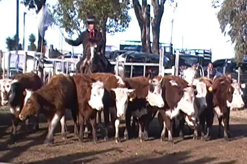 imagen de ganado en la pista de La feria en la Liga del Trabajo de Curtina estuvo con ventas rápidas en lanares y vacunos
