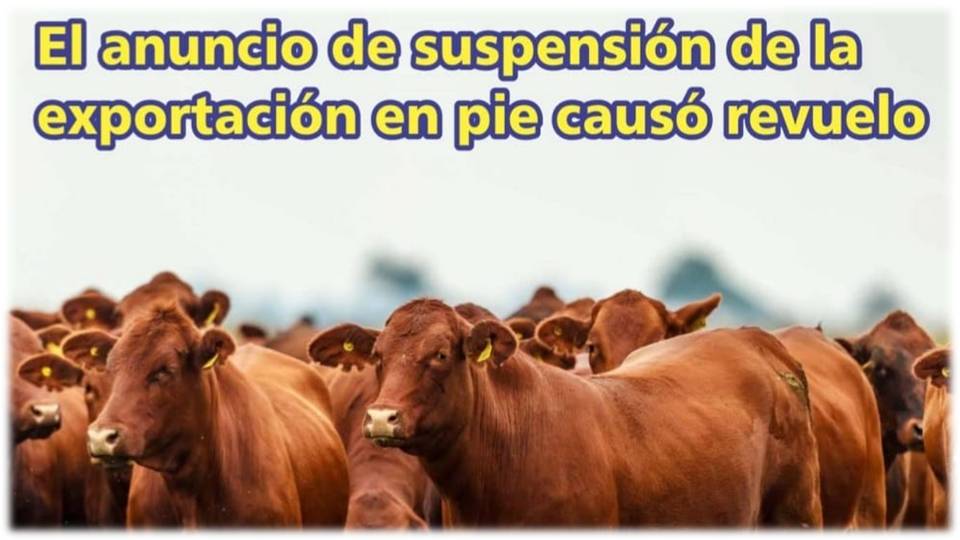 Palenque Rural: suspensión de exportación en pie causó revuelo