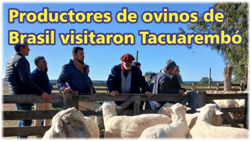 Palenque Rural: productores de ovinos de Brasil visitaron Tacuarembó