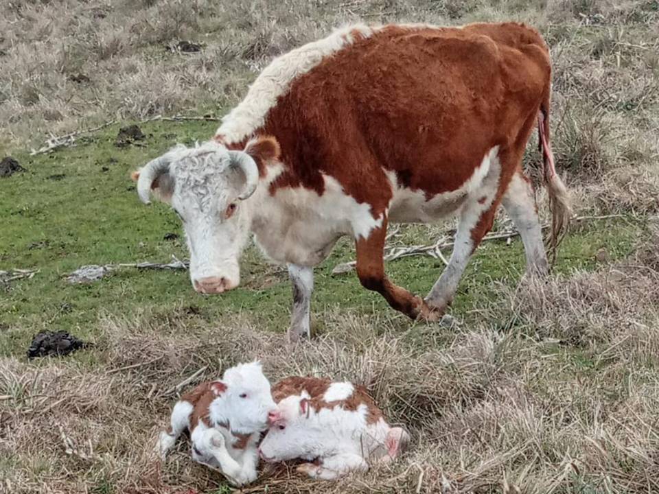 la imagen distinta de palenque, Vaca con mellizos en la zona de Cardozo Grande, Tacuarembó, Uruguay.
