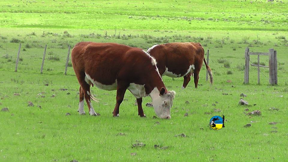 imagen de vacas en el campo, Pantalla Uruguay colocó el 97.17% de la oferta en el primer día del remate 298º, se vendieron 3.359 vacunos. 