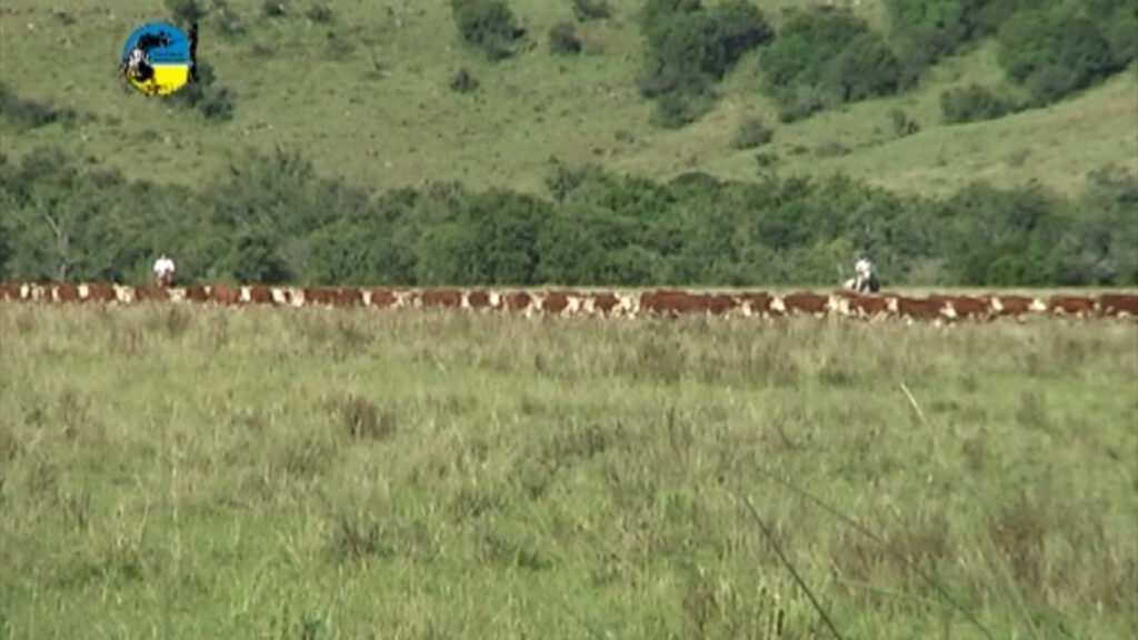 imagen de ganado en el campo, Novillo Mercosur: la mejora cambiaria en la Argentina se traspasó al novillo de exportación. 