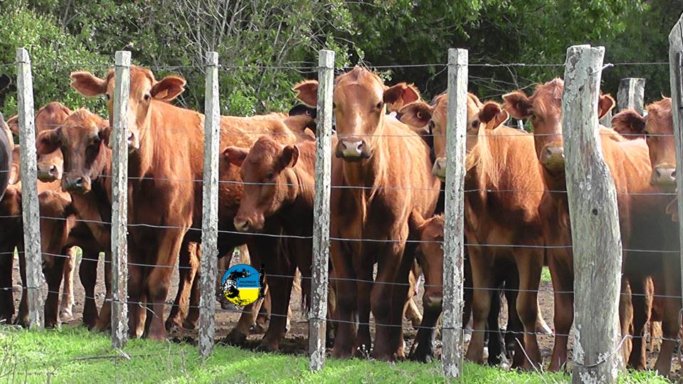 Novillo Mercosur: mejora cambiaria en Argentina se traspasó al novillo