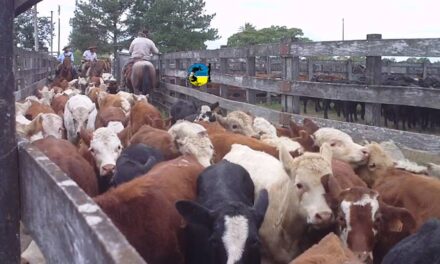 El mercado ganadero sigue fuerte en precios y demanda