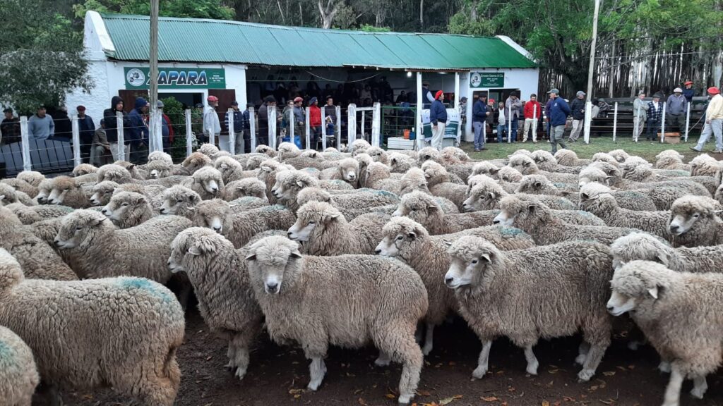 imagen de lanares en pista, La feria en local Zapará, tuvo una oferta muy buena, en vacunos hizo un promedio general de 530 dólares.