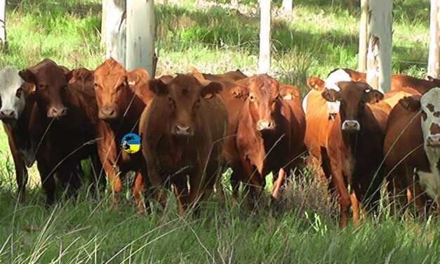 Novillo Mercosur: bajó el precio en Argentina